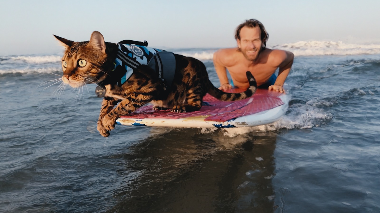 Los mejores documentales sobre mascotas de Netflix