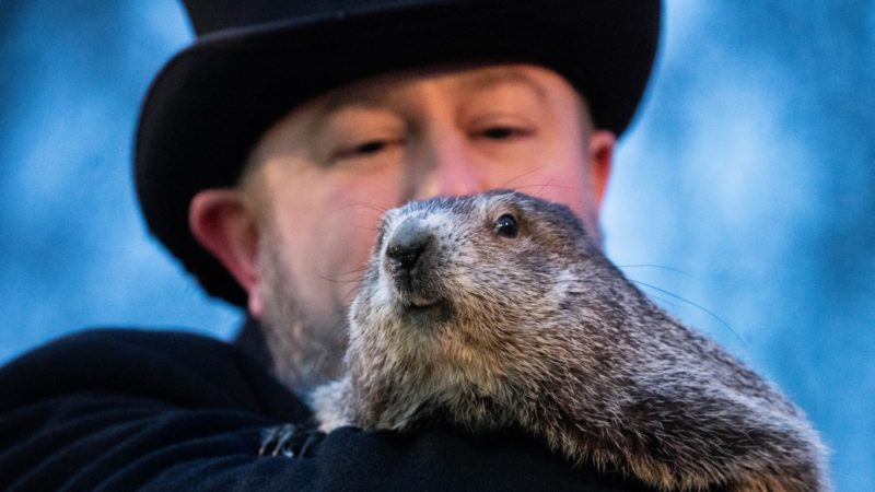 La marmota Phil en el Día de la marmota 2022